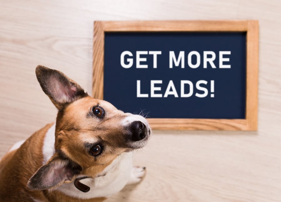 dog near sign with GET MORE LEADS!